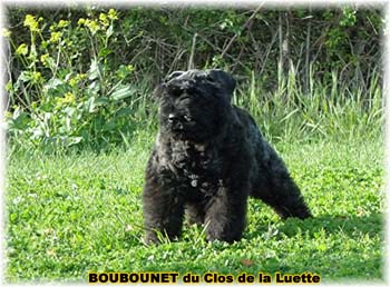 bouvier des flandres photo chiot - Elevage Clos Luette -  COPYRIGHT DEPOSE